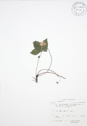  ( - SNEW028_B)  @11 [ ] Copyright (2009) Steven Newmaster University of Guelph BIO Herbarium