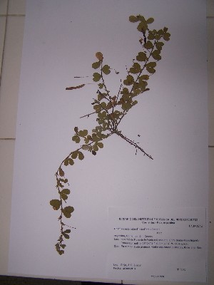  (Chamaecrista rotundifolia - IBOLSeijo-41)  @11 [ ] Copyright (2016) IBONE IBONE
