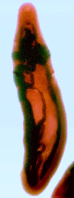  (Haematoloechus floedae - PLARI098)  @11 [ ] CreativeCommons - Attribution Non-Commercial Share-Alike (2017) Virginia Leon-Regagnon Universidad Nacional Autonoma de Mexico
