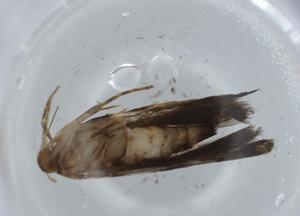  ( - BIOUG57994-D06)  @11 [ ] CreativeCommons - Attribution (2020) Centre for Biodiversity Genomics Centre for Biodiversity Genomics