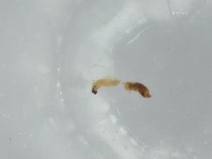  ( - BIOUG59217-H05)  @11 [ ] CreativeCommons - Attribution (2020) Centre for Biodiversity Genomics Centre for Biodiversity Genomics