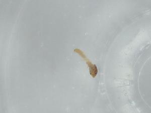  ( - BIOUG59217-H04)  @11 [ ] CreativeCommons - Attribution (2020) Centre for Biodiversity Genomics Centre for Biodiversity Genomics