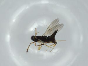  ( - BIOUG58343-G07)  @11 [ ] CreativeCommons - Attribution (2020) Centre for Biodiversity Genomics Centre for Biodiversity Genomics