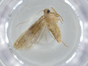  ( - BIOUG63524-G04)  @11 [ ] CreativeCommons - Attribution (2020) Centre for Biodiversity Genomics Centre for Biodiversity Genomics