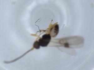  ( - BIOUG63825-H07)  @11 [ ] CreativeCommons - Attribution (2021) Centre for Biodiversity Genomics Centre for Biodiversity Genomics