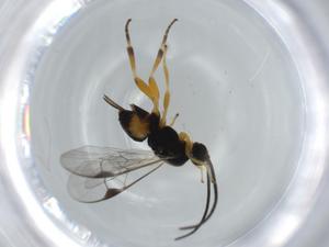  ( - BIOUG63826-A05)  @11 [ ] CreativeCommons - Attribution (2021) Centre for Biodiversity Genomics Centre for Biodiversity Genomics