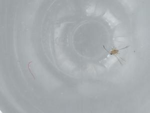  ( - BIOUG63866-A06)  @11 [ ] CreativeCommons - Attribution (2021) Centre for Biodiversity Genomics Centre for Biodiversity Genomics