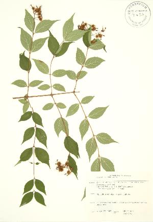  ( - JAG 0793)  @11 [ ] Copyright (2009) Steven Newmaster University of Guelph BIO Herbarium