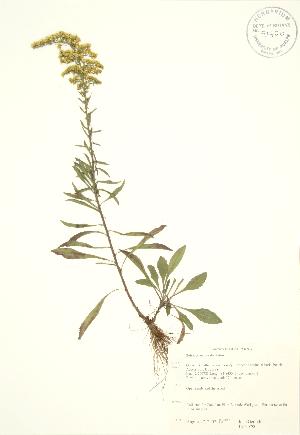  ( - JAG 0790)  @11 [ ] Copyright (2009) Steven Newmaster University of Guelph BIO Herbarium