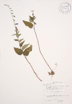  (Campanula rapunculoides - JAG 0739)  @11 [ ] Copyright (2009) Steven Newmaster University of Guelph BIO Herbarium
