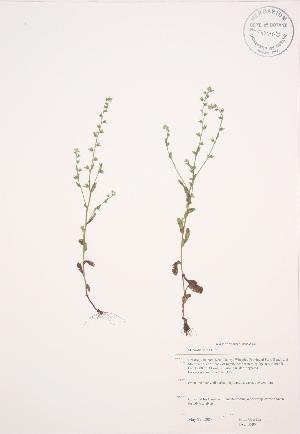  ( - JAG 0589)  @11 [ ] Copyright (2009) Steven Newmaster University of Guelph BIO Herbarium