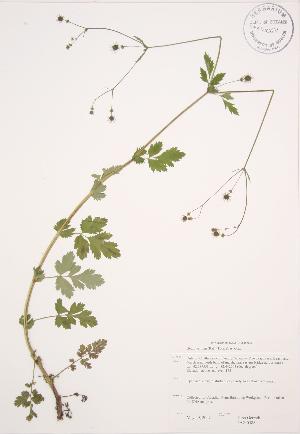 (Geum vernum - JAG 0588)  @11 [ ] Copyright (2009) Steven Newmaster University of Guelph BIO Herbarium