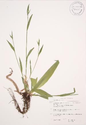  (Carex albursina - JAG 0538)  @11 [ ] Copyright (2009) Steven Newmaster University of Guelph BIO Herbarium
