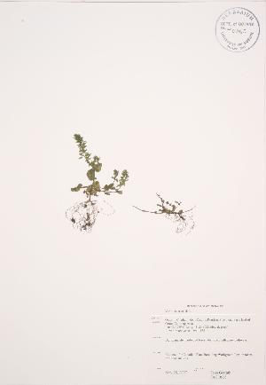  ( - JAG 0515)  @11 [ ] Copyright (2009) Steven Newmaster University of Guelph BIO Herbarium