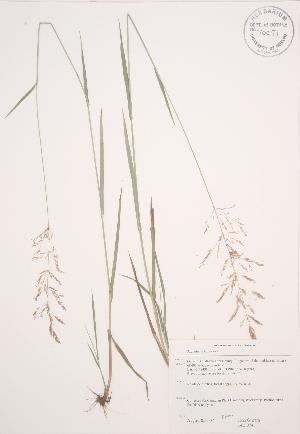  ( - JAG 0741)  @11 [ ] Copyright (2009) Steven Newmaster University of Guelph BIO Herbarium