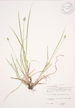  (Carex cephalophora - JAG 0595)  @11 [ ] Copyright (2009) Steven Newmaster University of Guelph BIO Herbarium