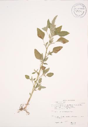  (Amaranthoideae - JAG 0689)  @11 [ ] Copyright (2009) Steven Newmaster University of Guelph BIO Herbarium
