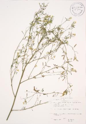  ( - JAG 0685)  @11 [ ] Copyright (2009) Steven Newmaster University of Guelph BIO Herbarium