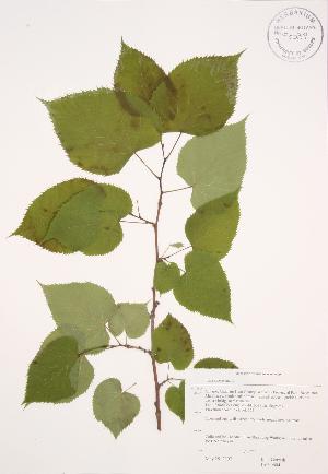  ( - JAG 0604)  @11 [ ] Copyright (2009) Steven Newmaster University of Guelph BIO Herbarium