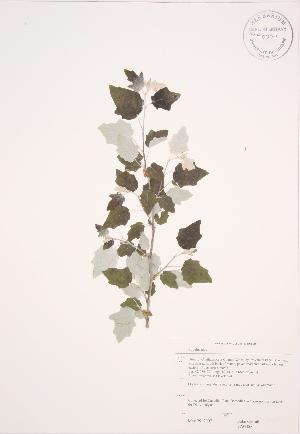  ( - JAG 0602)  @11 [ ] Copyright (2009) Steven Newmaster University of Guelph BIO Herbarium