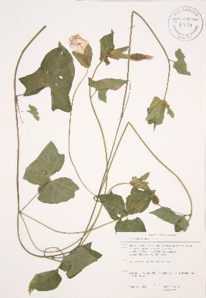  ( - JAG 0717)  @11 [ ] Copyright (2009) Steven Newmaster University of Guelph BIO Herbarium