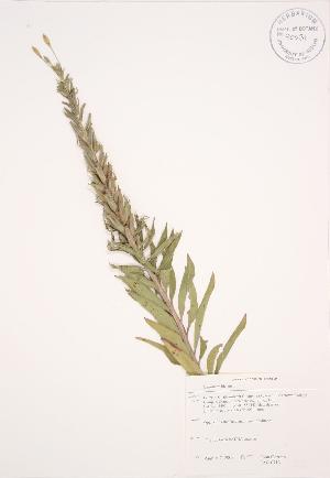  ( - JAG 0713)  @11 [ ] Copyright (2009) Steven Newmaster University of Guelph BIO Herbarium