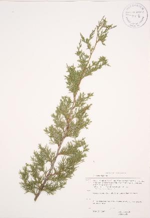  ( - JAG 0605)  @11 [ ] Copyright (2009) Steven Newmaster University of Guelph BIO Herbarium