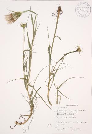  ( - JAG 0721)  @11 [ ] Copyright (2009) Steven Newmaster University of Guelph BIO Herbarium