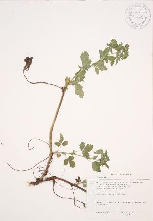  ( - JAG 0705)  @11 [ ] Copyright (2009) Steven Newmaster University of Guelph BIO Herbarium