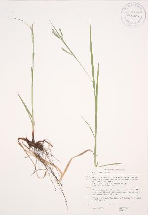  ( - JAG 0483)  @11 [ ] Copyright (2009) Steven Newmaster University of Guelph BIO Herbarium