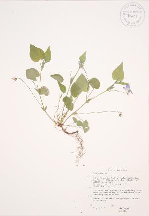  ( - JAG 0476)  @11 [ ] Copyright (2009) Steven Newmaster University of Guelph BIO Herbarium