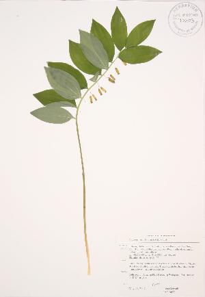  ( - JAG 0478)  @11 [ ] Copyright (2009) Steven Newmaster University of Guelph BIO Herbarium