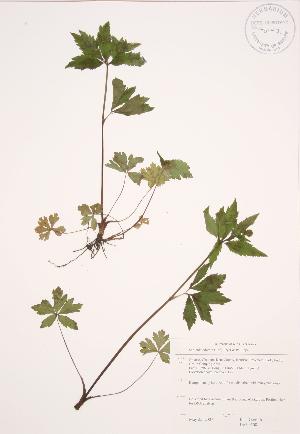  ( - JAG 0508)  @11 [ ] Copyright (2009) Steven Newmaster University of Guelph BIO Herbarium