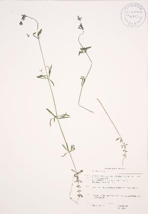  ( - JAG 0509)  @11 [ ] Copyright (2009) Steven Newmaster University of Guelph BIO Herbarium