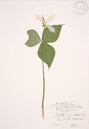  (Trillium grandiflorum - JAG 0467)  @11 [ ] Copyright (2009) Steven Newmaster University of Guelph BIO Herbarium