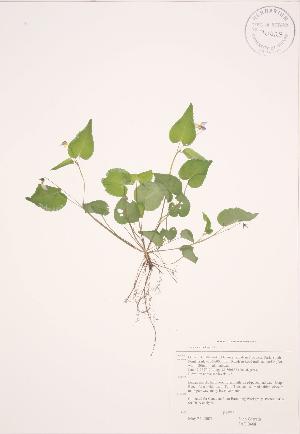  ( - JAG 0468)  @11 [ ] Copyright (2009) Steven Newmaster University of Guelph BIO Herbarium