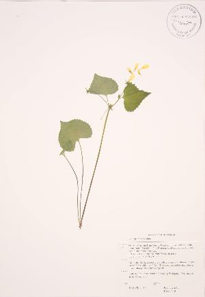  (Viola pubescens - JAG 0470)  @11 [ ] Copyright (2009) Steven Newmaster University of Guelph BIO Herbarium