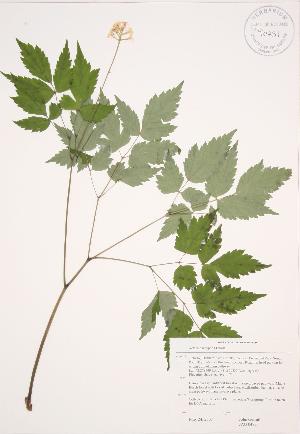  ( - JAG 0472)  @11 [ ] Copyright (2009) Steven Newmaster University of Guelph BIO Herbarium
