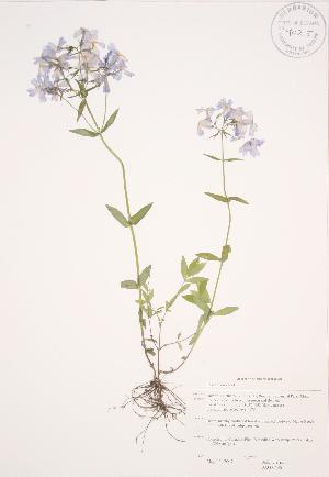  (Phlox divaricata - JAG 0496)  @11 [ ] Copyright (2009) Steven Newmaster University of Guelph BIO Herbarium