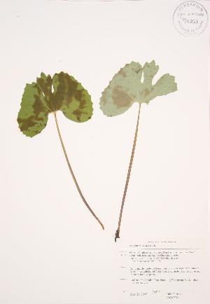  ( - JAG 0503)  @11 [ ] Copyright (2009) Steven Newmaster University of Guelph BIO Herbarium