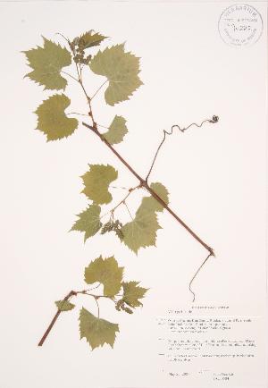  ( - JAG 0504)  @11 [ ] Copyright (2009) Steven Newmaster University of Guelph BIO Herbarium