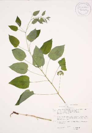  ( - JAG 0505)  @11 [ ] Copyright (2009) Steven Newmaster University of Guelph BIO Herbarium