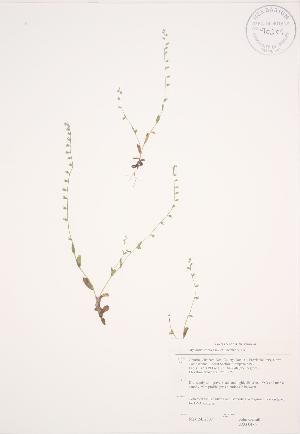  ( - JAG 0486)  @11 [ ] Copyright (2009) Steven Newmaster University of Guelph BIO Herbarium