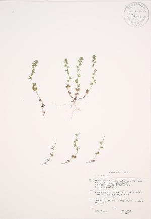  ( - JAG 0488)  @11 [ ] Copyright (2009) Steven Newmaster University of Guelph BIO Herbarium