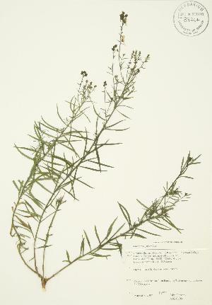  ( - JAG 0699)  @11 [ ] Copyright (2009) Steven Newmaster University of Guelph BIO Herbarium