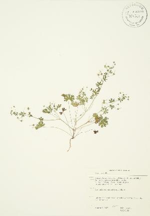  (Geranium pusillum - JAG 0696)  @11 [ ] Copyright (2009) Steven Newmaster University of Guelph BIO Herbarium