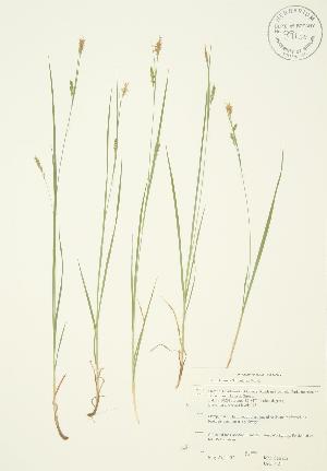  (Carex tetanica - JAG 0521)  @11 [ ] Copyright (2009) Steven Newmaster University of Guelph BIO Herbarium