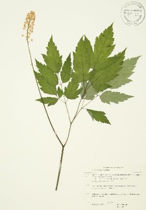  ( - JAG 0524)  @11 [ ] Copyright (2009) Steven Newmaster University of Guelph BIO Herbarium