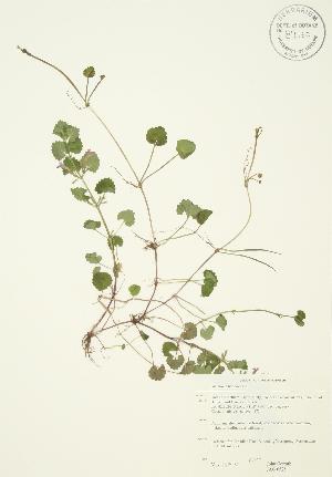  (Glechoma - JAG 0525)  @11 [ ] Copyright (2009) Steven Newmaster University of Guelph BIO Herbarium