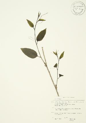  (Smilax tamnoides - JAG 0527)  @11 [ ] Copyright (2009) Steven Newmaster University of Guelph BIO Herbarium